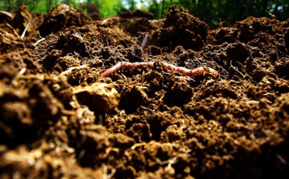 Can Dirt Save the Earth? – The New York Times Can Dirt Save the Earth? – The New York Times