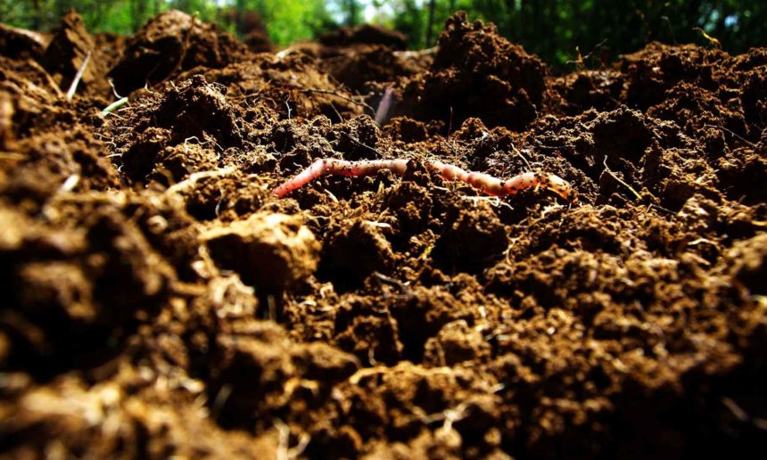 Can Dirt Save the Earth? – The New York Times Can Dirt Save the Earth? – The New York Times