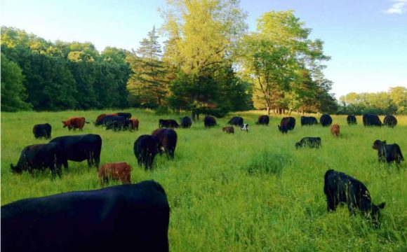 Joel Salatin responds to New York Times’ ‘Myth of Sustainable Meat’ | Grist Joel Salatin responds to New York Times’ ‘Myth of Sustainable Meat’ | Grist