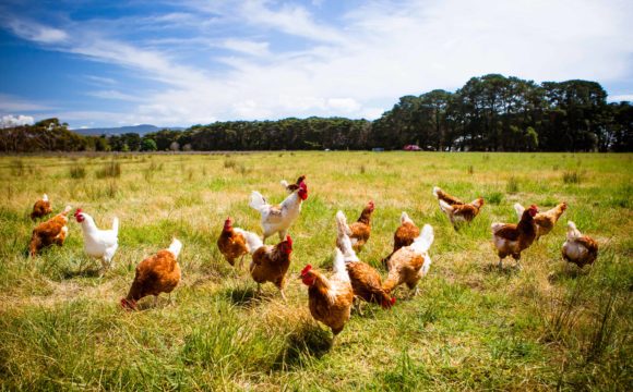 USDA abandons animal welfare rule in organic program USDA abandons animal welfare rule in organic program