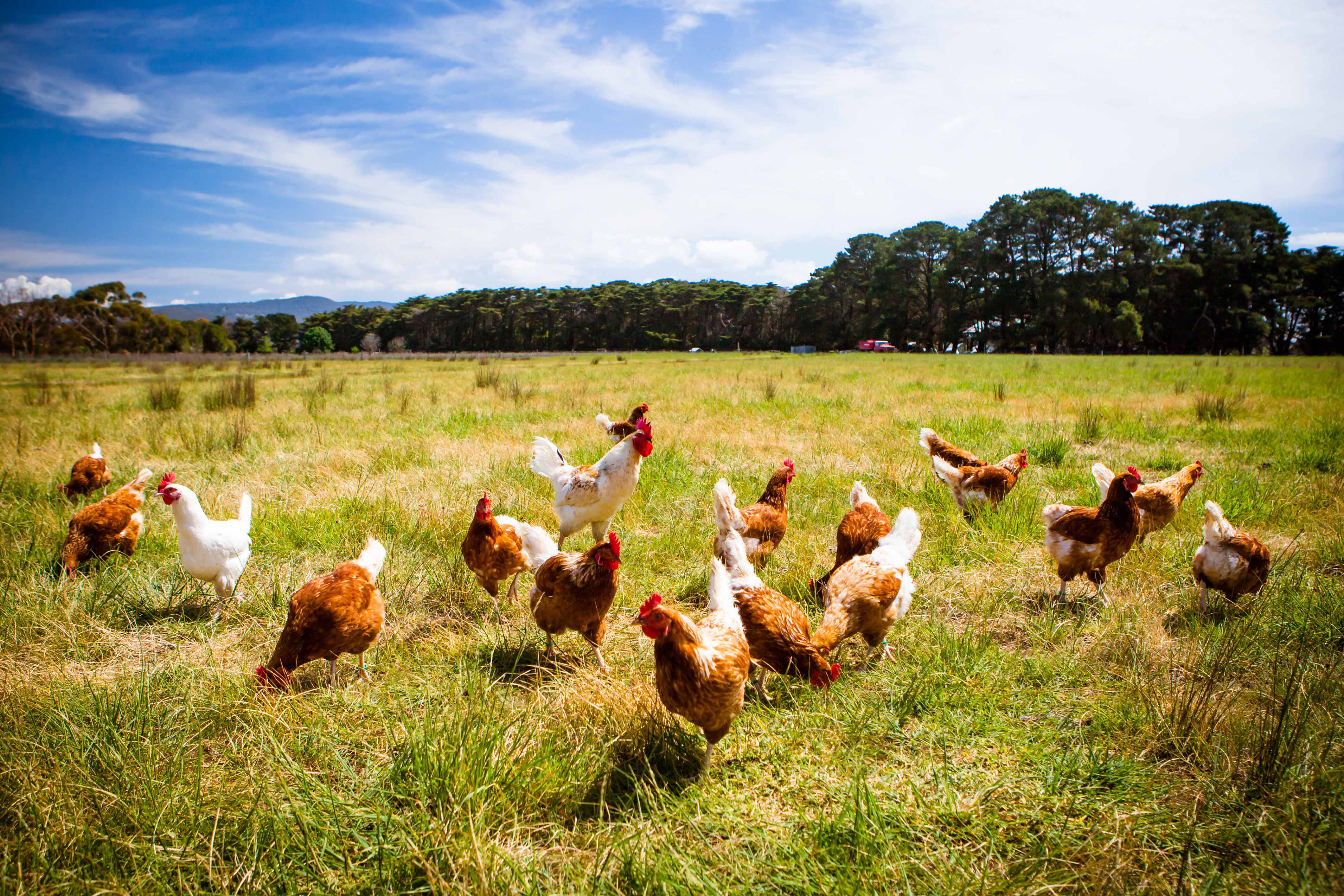 USDA abandons animal welfare rule in organic program