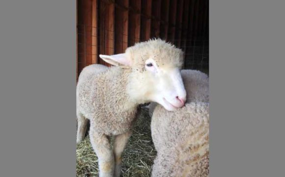 Sheep in the Garden State Sheep in the Garden State