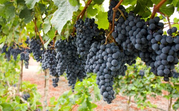 Growing the NJ Wine Industry Growing the NJ Wine Industry