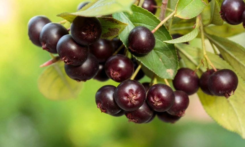 Finding Your Markets for Niche Berry Crops Finding Your Markets for Niche Berry Crops