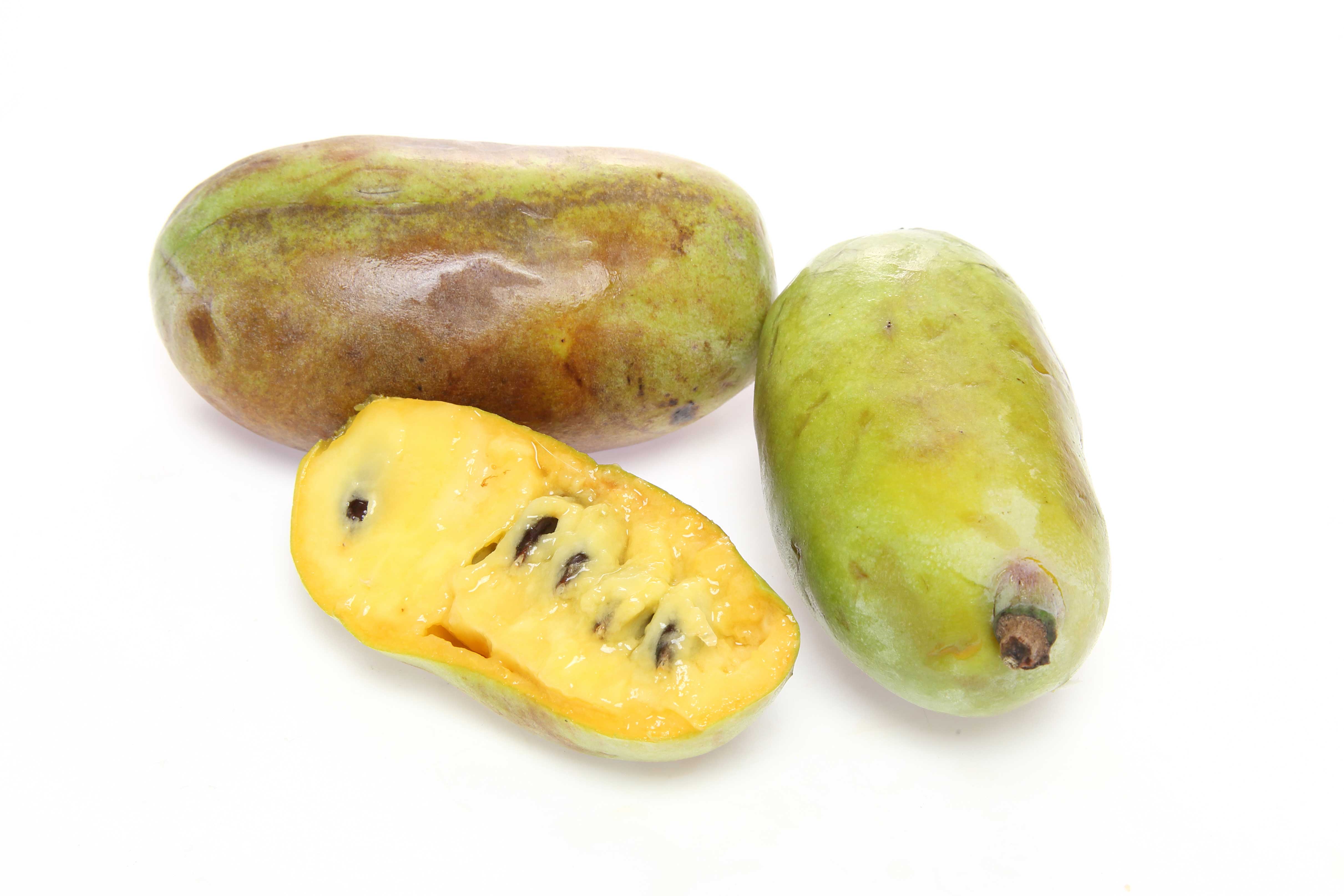 New Jersey pawpaw