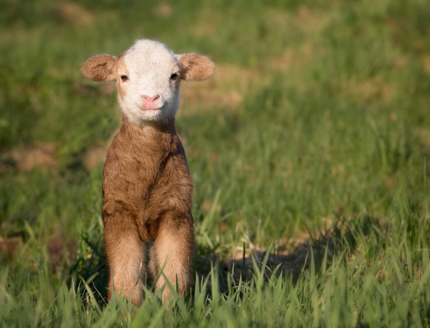 Managing Intestinal Parasites in Sheep
