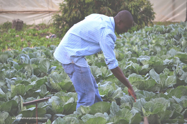 Regulations and Urban Agriculture Regulations and Urban Agriculture