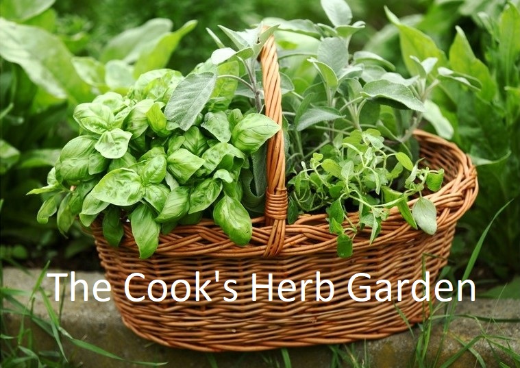 Culinary Herbs of the World