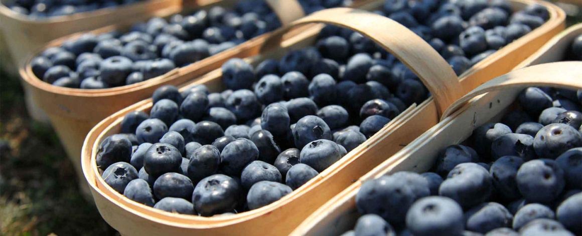 July is blueberry month