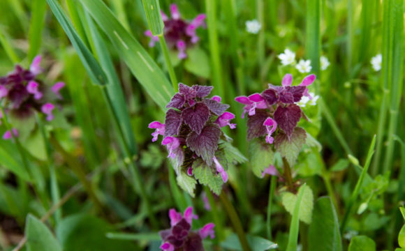 Opinion | To Nurture Nature, Neglect Your Lawn – The New York Times Opinion | To Nurture Nature, Neglect Your Lawn – The New York Times