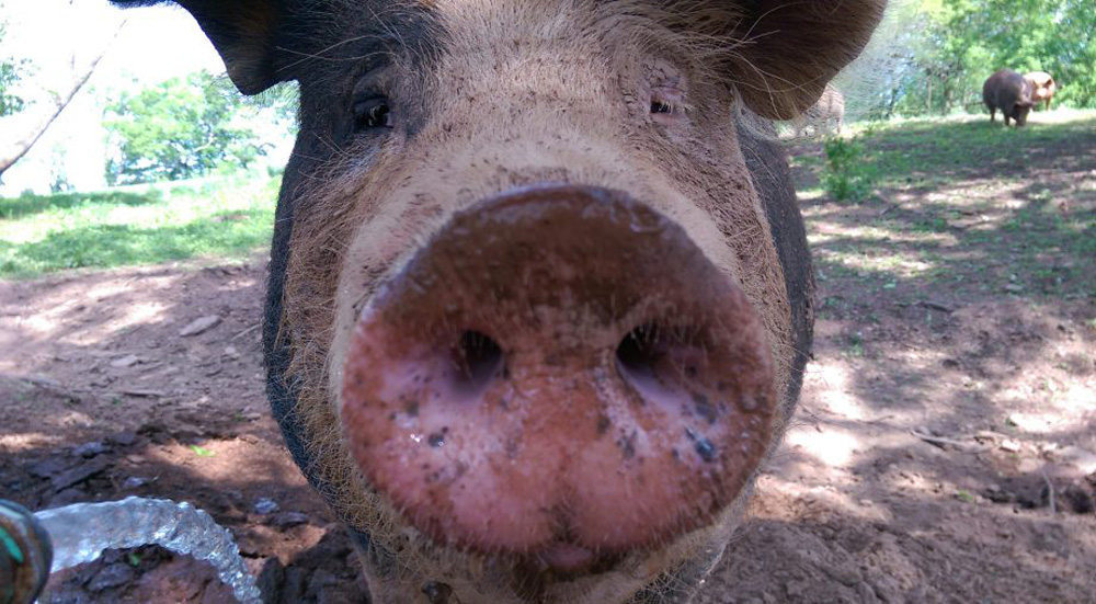 Pastured Pork in New Jersey