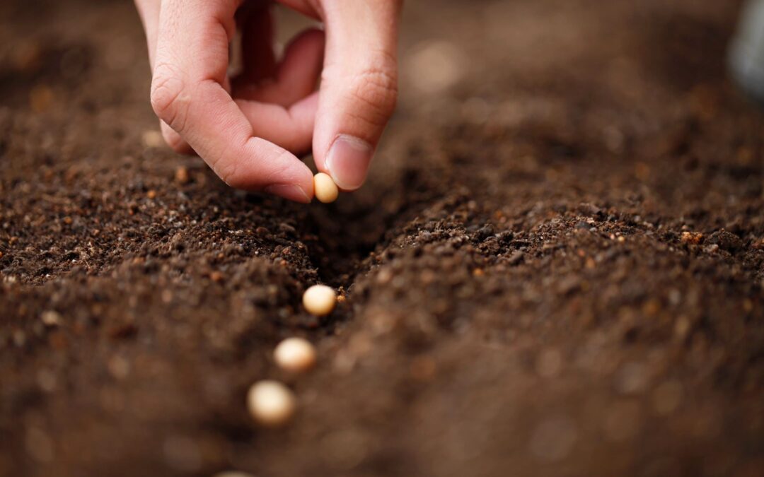 New Full-Length Course on Organic Seed Search from the Organic Integrity Learning Center
